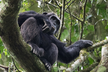 (Pan troglodytes) is an African ape.