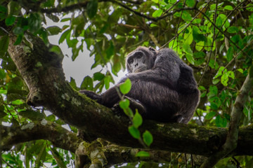 (Pan troglodytes) is an African ape.