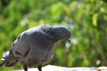 pigeon