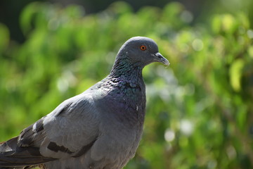 pigeon