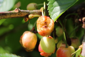 Cerise abîmée au verger  