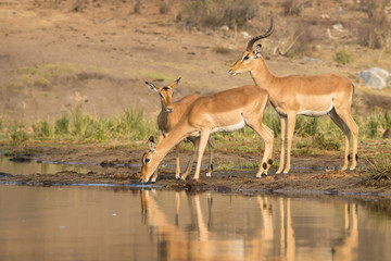 Naklejka na ściany i meble Impala antelopes at water hole