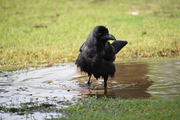 crow