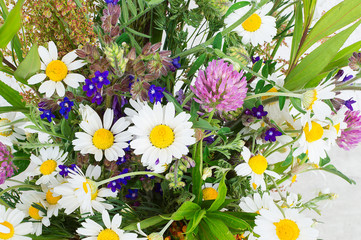 Summer field flowers on a white background.