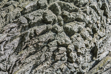 Baumrinde in Nahaufnahme