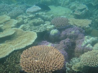 Naklejka na ściany i meble Great barrier reef