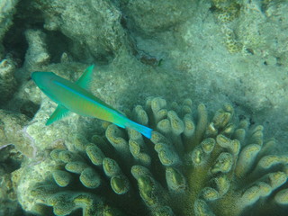 Great barrier reef