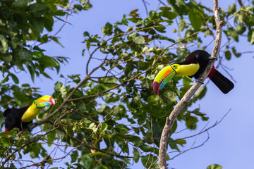 keel-billed toucan Ramphastos sulfuratus