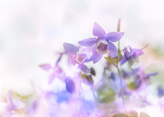 Fototapeta na wymiar Purple flowers with selective focus. Color toned image.