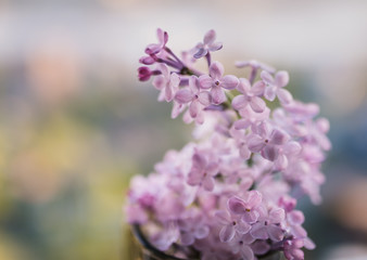 Obraz premium Close-up lilac flowers. Selective focus with shallow depth of field.