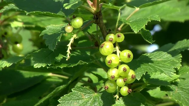 Keine Bewegung bei den unreifen gr&uuml;nen Ribisel   - wenn sie reif sind haben sie eine rote Farbe