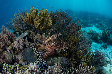 Naklejka na ściany i meble Camouflaged Cuttlefish and Corals