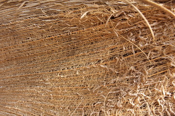 Natural Cocos fibre, Coconut Palm Tree, Zanzibar, Tanzania