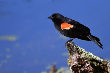 Red Winged Black Bird perched on log