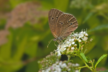 Papillon brun sur une fleur de graminée dans une prairie en friche.