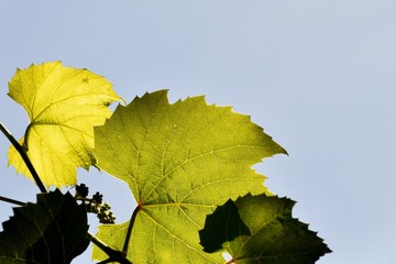 grape leaves to the light