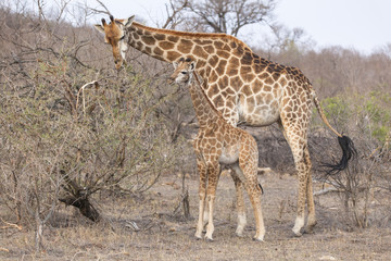 Obraz na płótnie Canvas two giraffes in the bush