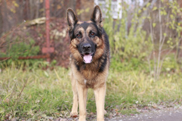 Dog german shepherd in village