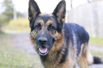 Dog german shepherd in village