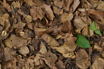 leaves
