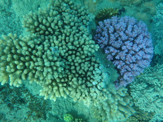 Great barrier reef