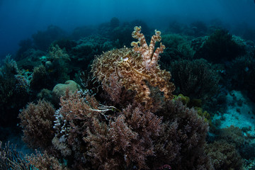 Fototapeta na wymiar Camouflaged Broadclub Cuttlefish and Reef