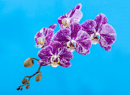 Fototapeta Flower of a phalaenopsis orchid close-up on a turquoise background 
