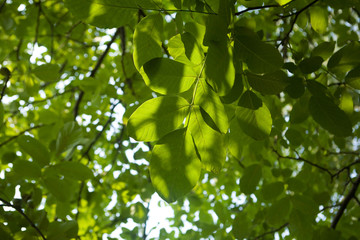 Fresh green leaves
