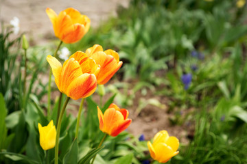 yellow-orange tulips
