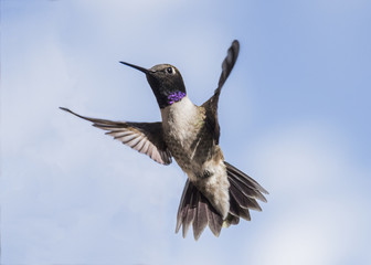 Black-Chinned Hummingbird (Archilochus alexandri) Defending His Territory