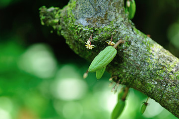 Fresh cocoa pods in growth on the tree