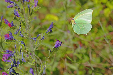 Papillon jaune citron volant vers une plante à fleurs violettes, Provence.