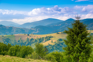 Carpathian Mountains and Pastures