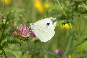 Papillon jaune pâle avec un oeil noir butinant sur une fleur sauvage rose.