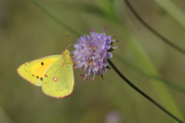 Fototapeta premium Papillon jaune, vert pâle et orange butinant une fleur sauvage mauve des champs.