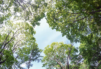 the photograph of the sky through the trees