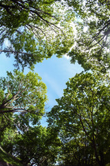 the photograph of the sky through the trees