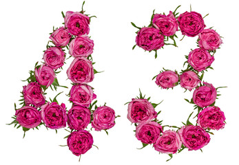 Arabic numeral 43, forty three, from red flowers of rose, isolated on white background