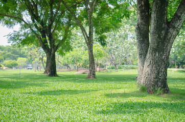 trees in the park with green grass and sunlight, fresh green nature background. © thithawat
