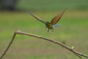 beautiful blue tailed bee eater flying