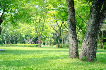 Fotobehang bomen in het park met groen gras en zonlicht, frisse groene natuur achtergrond. © thithawat