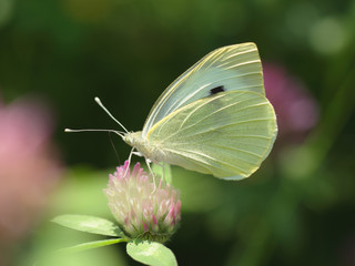 Papillon jaune pâle avec une tâche noire sur l'aile butinant sur une fleur sauvage rose et verte.