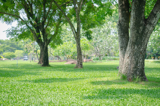 trees in the park with green grass and sunlight, fresh green nature background.
