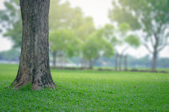 trees in the park with green grass and sunlight, fresh green nature background.