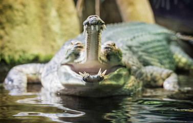 Gharial - Gavialis gangeticus with the horrible jaw
