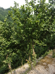PIANTE DI NOCCIOLE.CAMPANIA,SUD ITALIA