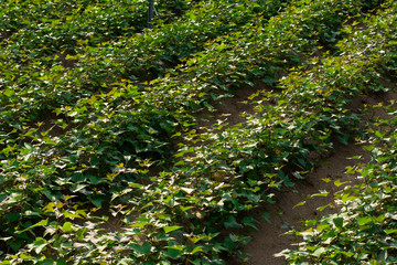 Obraz premium cassava field