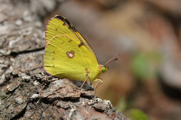 Papillon jaune et orange à bords noirs et oranges sur une écorce d'arbre..