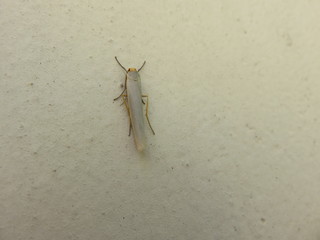 Blastobasis