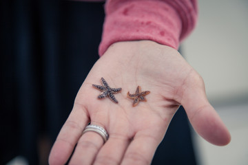 Star fish